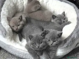 British Shorthair cats StunningGCCF Registered British Shorthair Kittens - Advert 2