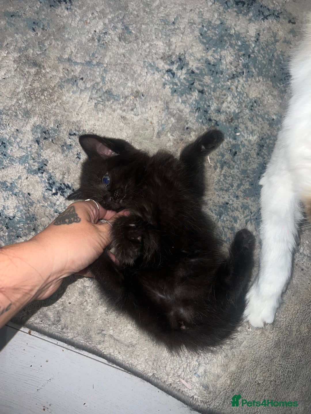 Ragdoll cats for sale: (2 GIRLS LEFT) 3 BiColour Ragdoll Ready in 3Weeks - Image 18