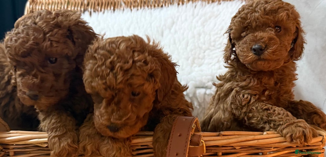 Toy Poodle dogs for sale: Stunning Deep Red Toy poodle puppies  - Advert 8