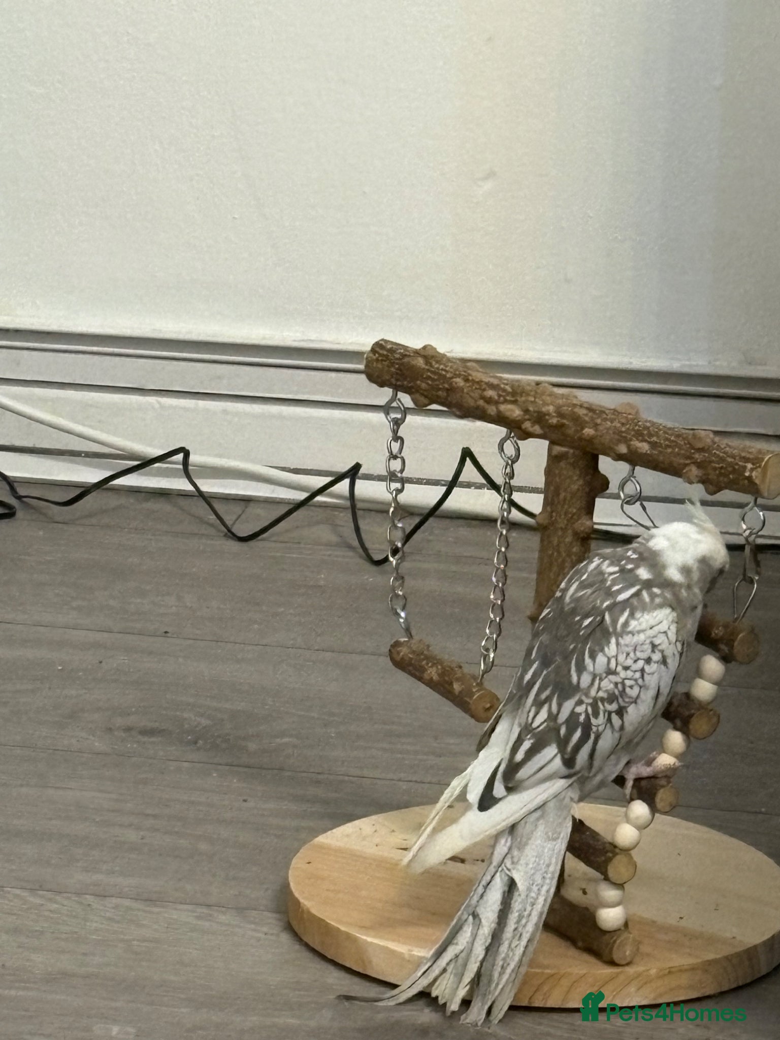 Cockatiels birds White & Gery  - Advert 10