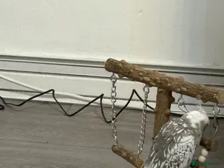 Cockatiels birds White & Gery - Advert 10