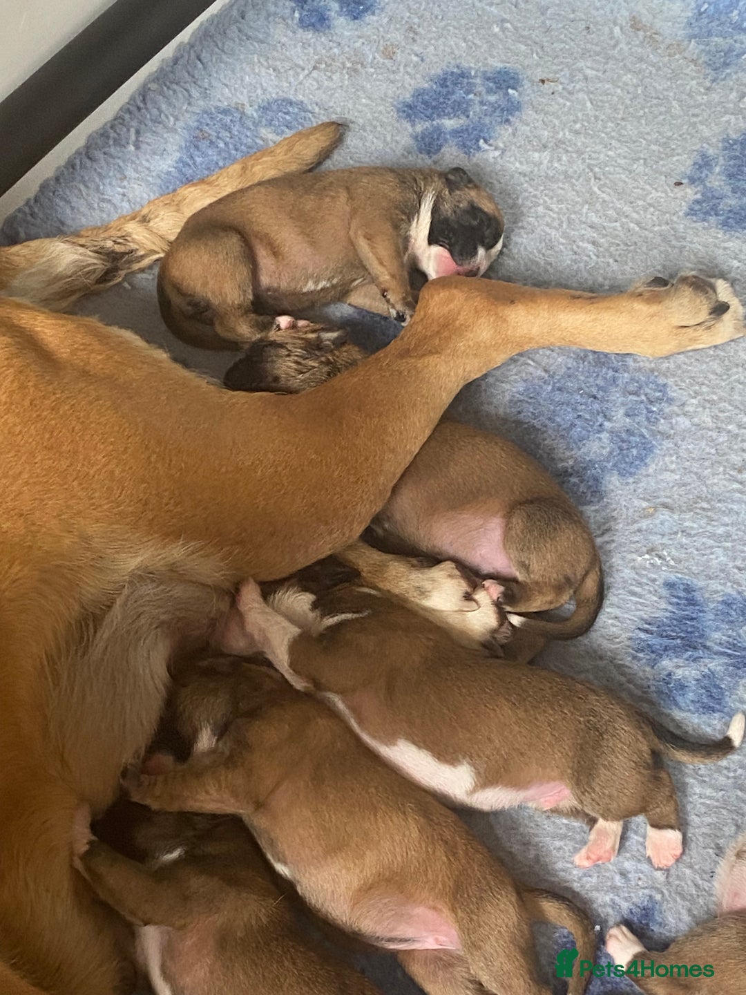 Boxer dogs for sale: Stunning kc reg boxer babies 2 girls remaining  - Image 12