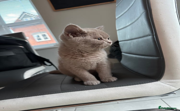 British Shorthair cats - Advert 4