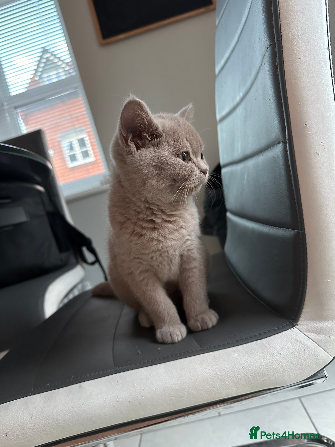 British Shorthair cats for sale: 14 Week Old Male British Shorthair - Image 1
