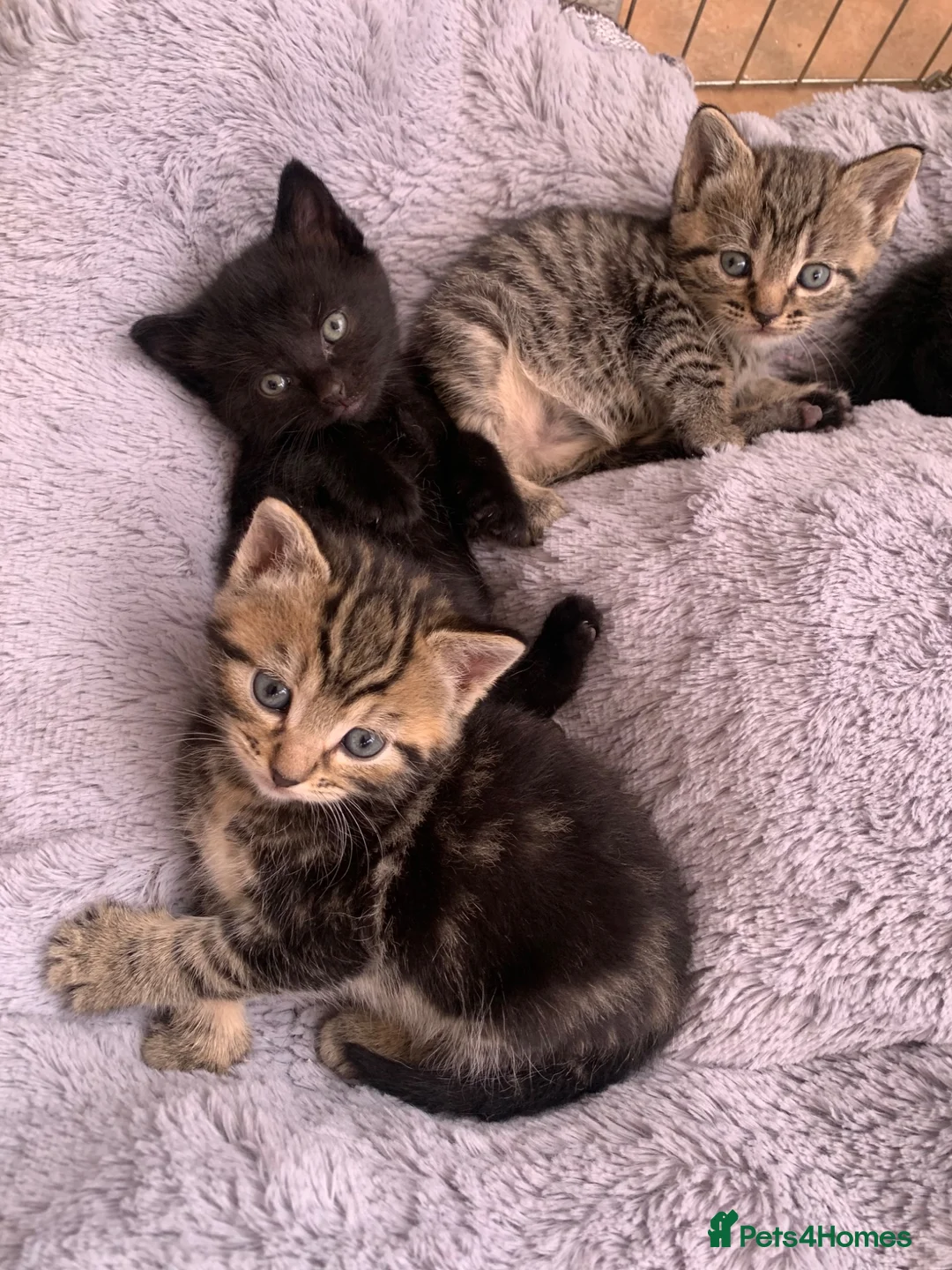 Mixed Breed cats for sale: Gorgeous playful kittens  - Advert 1