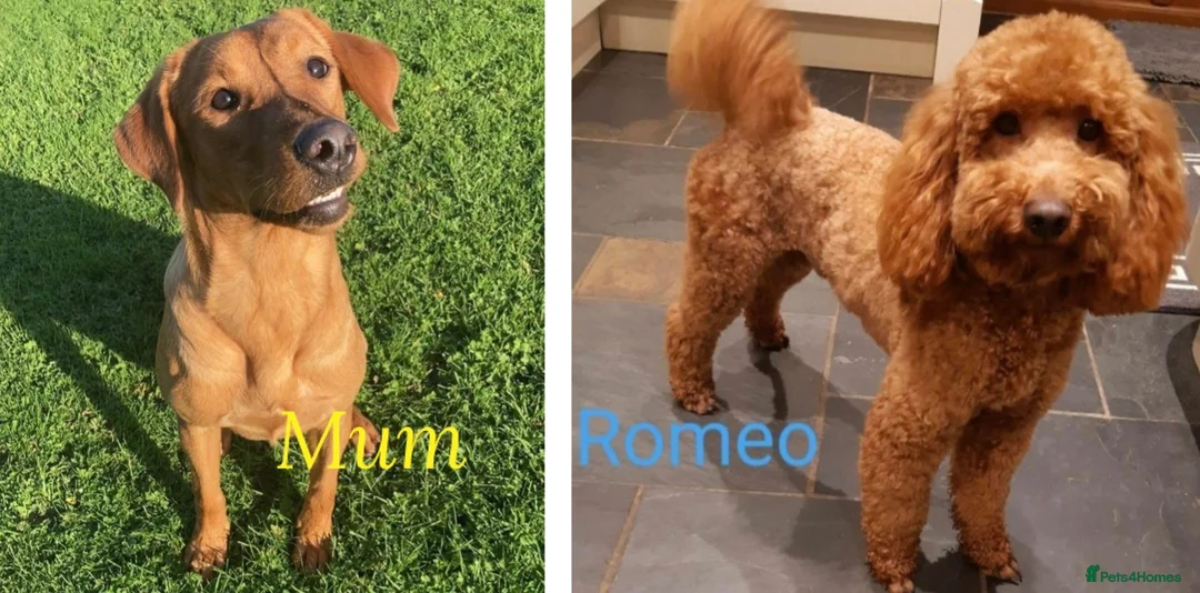 Labradoodle dogs for sale: ⭐️Fully Health Tested F1 Miniature Labradoodles⭐️ - Advert 14