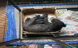 Mixed Breed dogs for sale: Hungarian puli cross miniature poodle puppies - Image 20