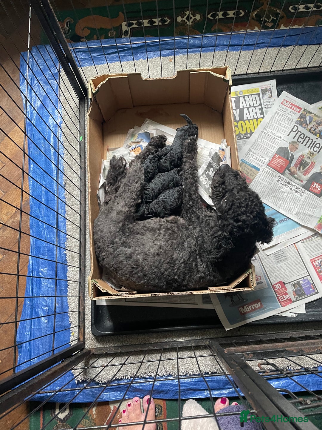 Mixed Breed dogs for sale: Hungarian puli cross miniature poodle puppies - Image 20