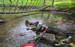 Siberian Husky dogs for stud: Beautiful and friendly Male dog for STUD ONLY - Advert 1