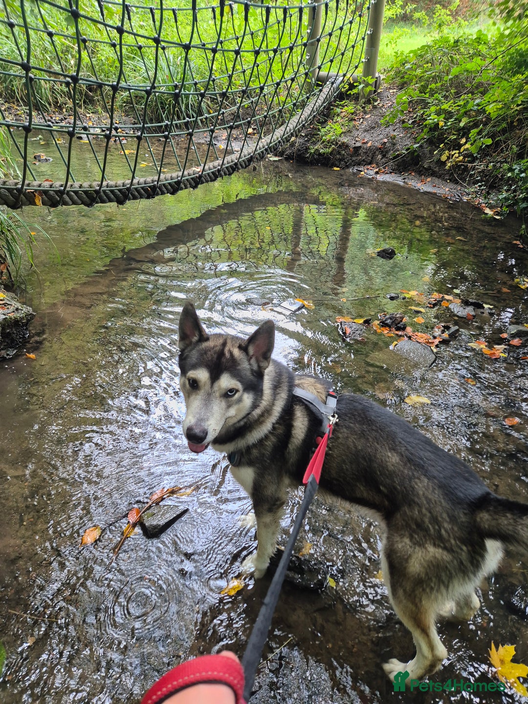 Siberian Husky dogs for stud: Beautiful and friendly Male dog for STUD ONLY - Advert 1