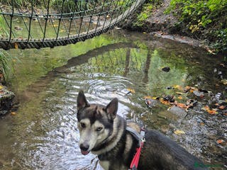 Siberian Husky dogs Beautiful and friendly Male dog for STUD ONLY - Advert 8