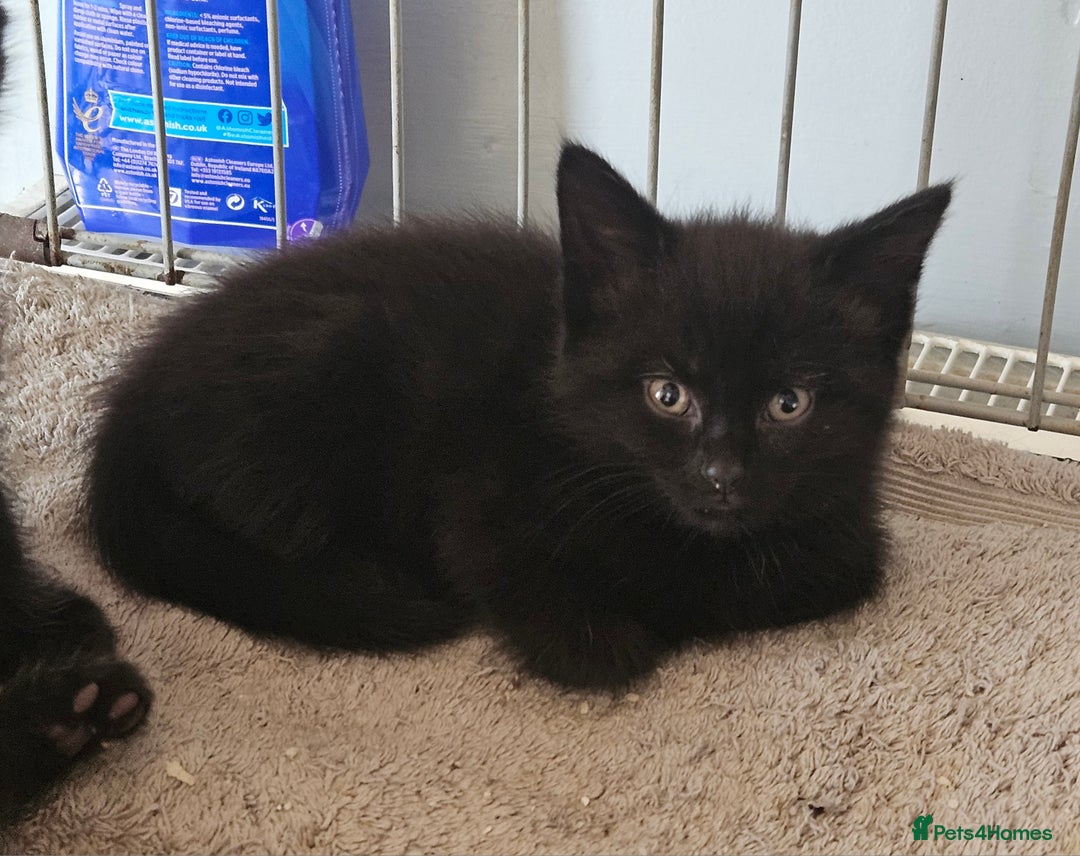 Maine Coon cats for sale: Beautiful black fluffy part maincoon kittens - Image 11