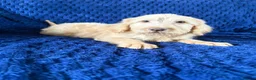 Labradoodle dogs for sale: Ready Now! Beautiful F1b Labradoodles  - Advert 14