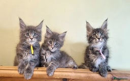 Maine Coon cats for sale: 💥Maine Coon,TICA ,CHAMPION RUSSIAN BLOODLINES💥 - Image 5