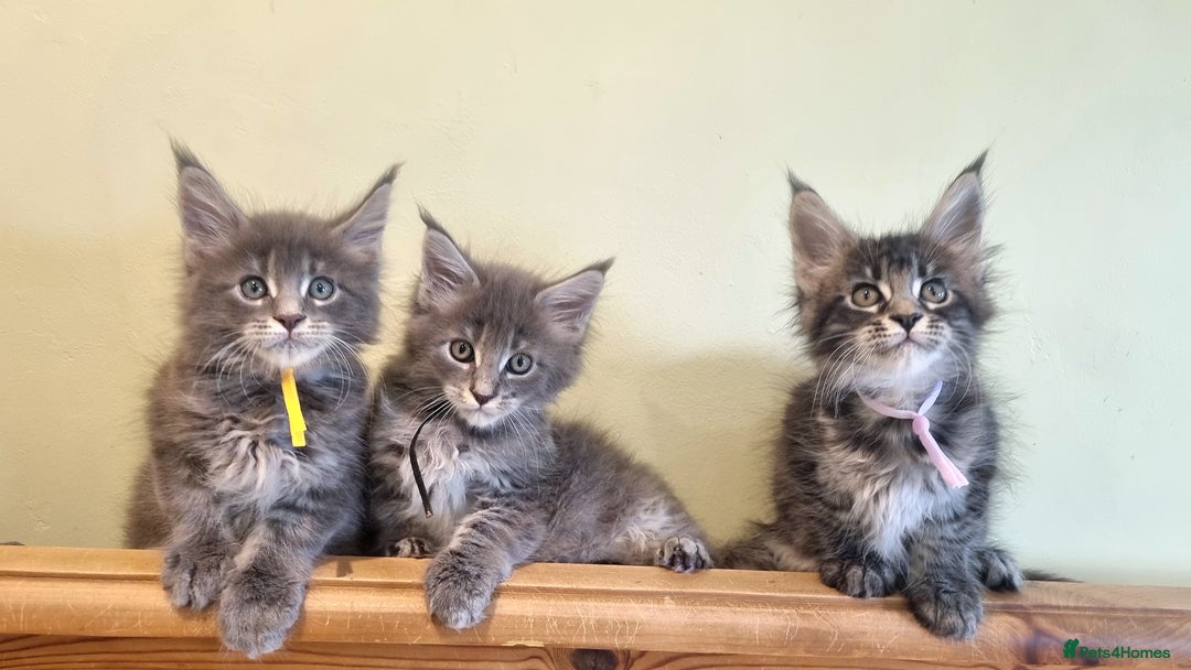 Maine Coon cats for sale: 💥Maine Coon,TICA ,CHAMPION RUSSIAN BLOODLINES💥 - Image 5