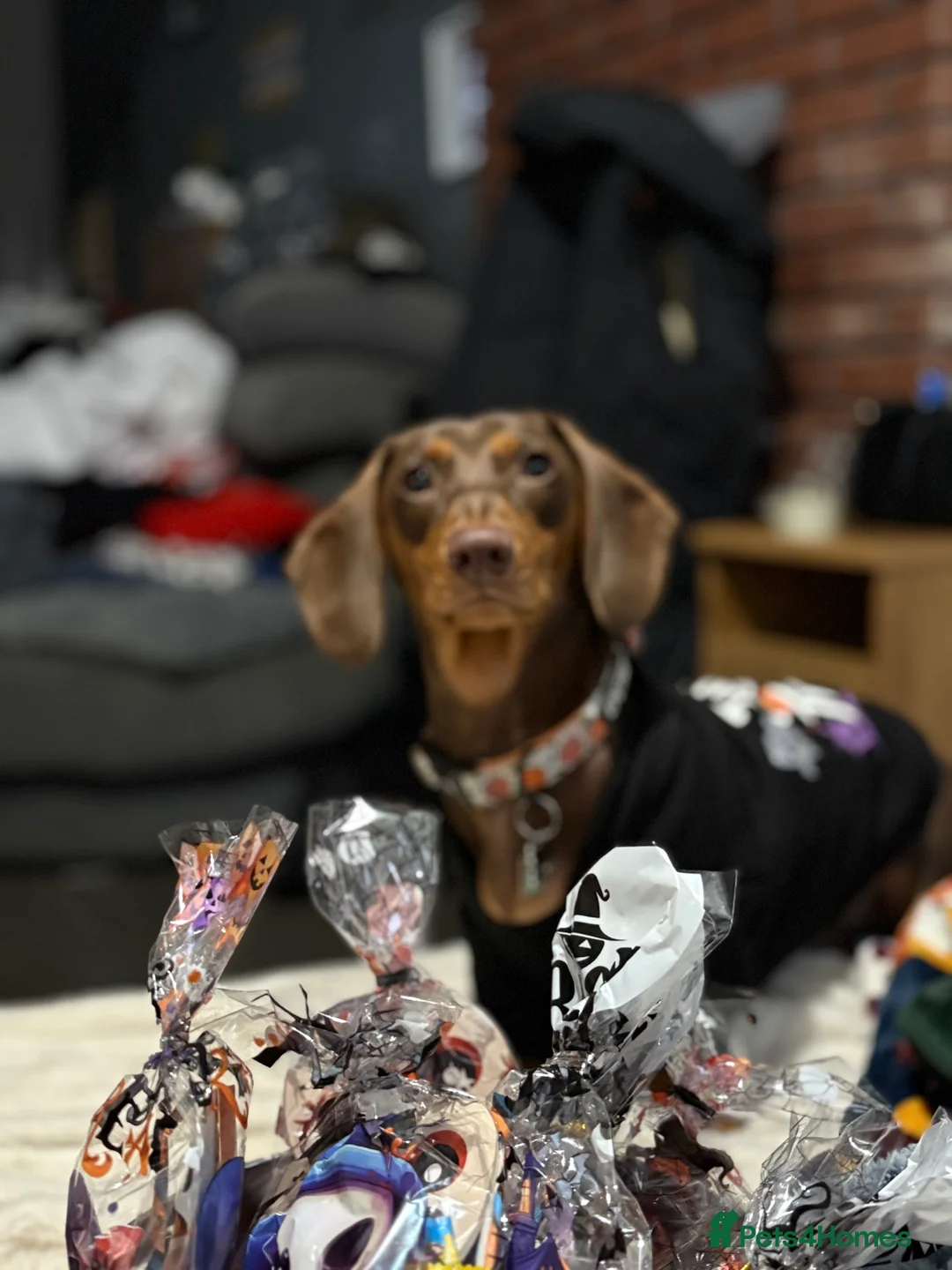 Dachshund dogs for stud: Dachshund Stud - Advert 5