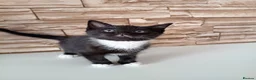 Mixed Breed cats for sale: Kittens  - Advert 2