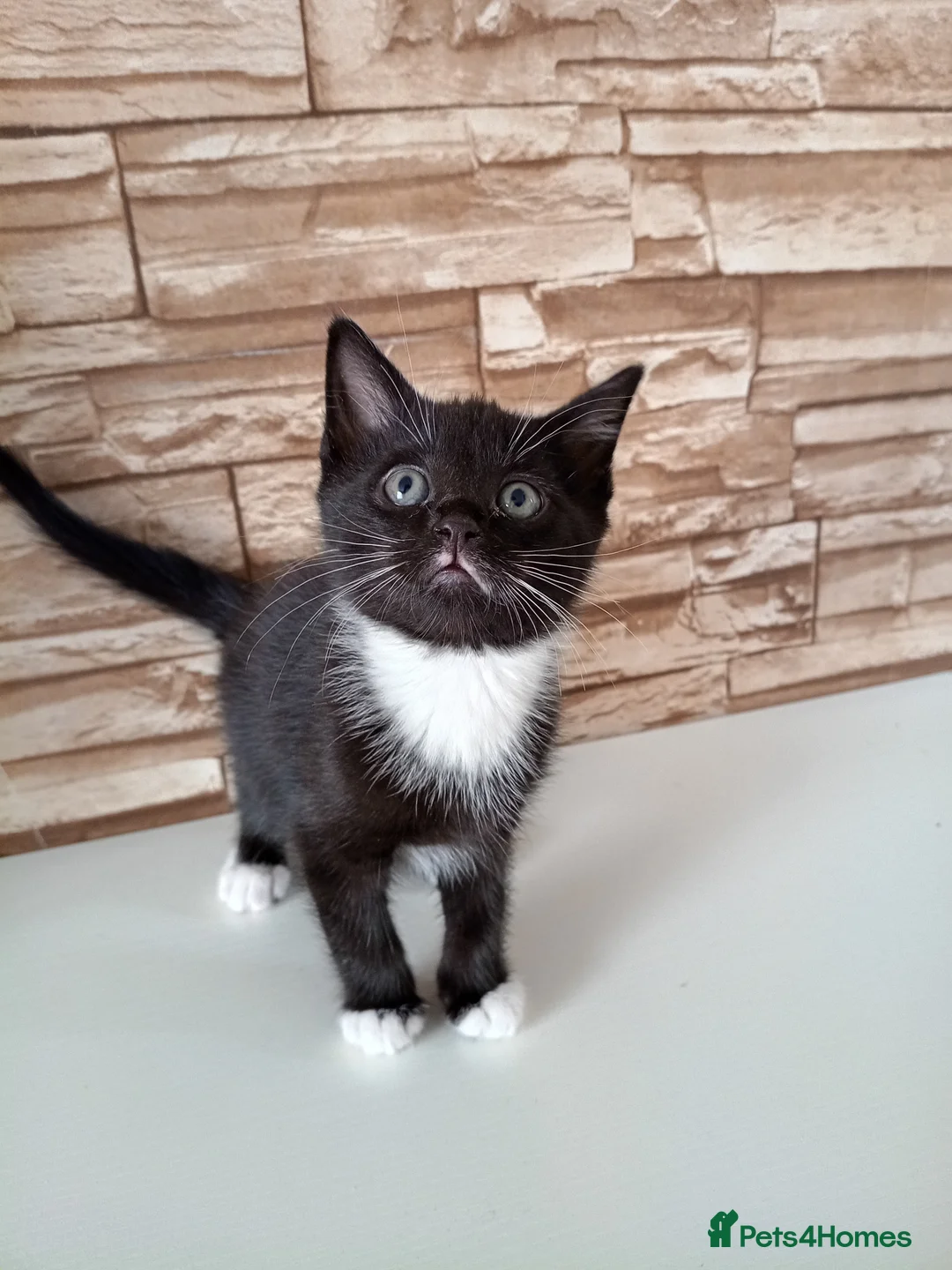 Mixed Breed cats for sale: Kittens  - Advert 2