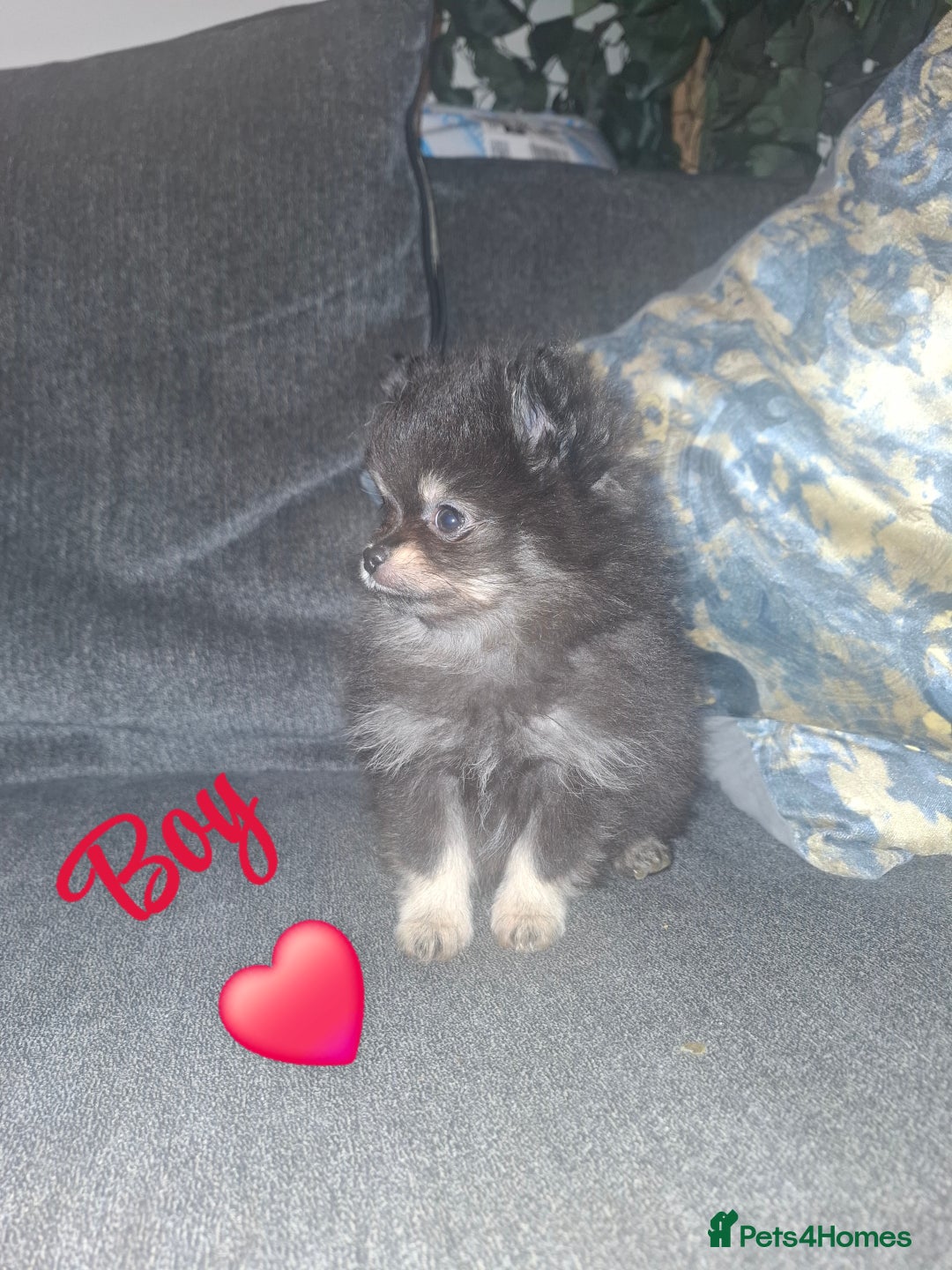 Pomeranian dogs for sale: Ready to leave last blk & tan & wlf sable boy - Advert 23