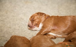 Cockapoo dogs for sale: Gorgeous Fox Red Cockapoo Puppies avail 15/12/25 - Image 7