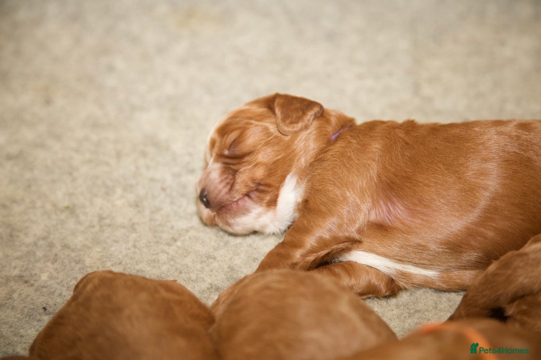 Cockapoo dogs for sale: Gorgeous Fox Red Cockapoo Puppies avail 15/12/25 - Image 7