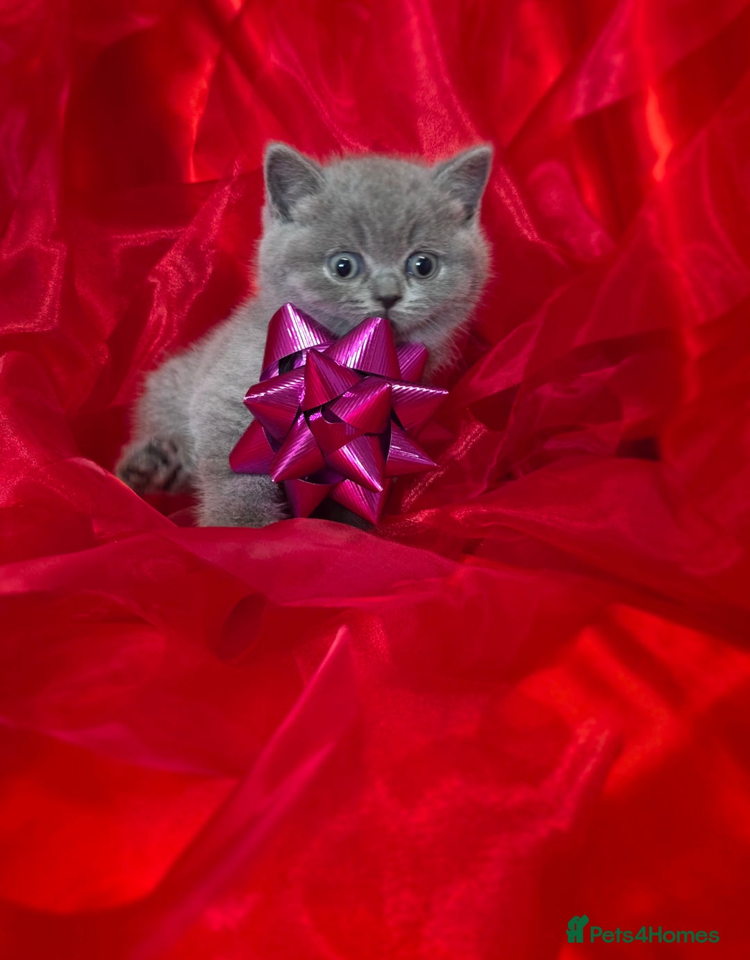 British Shorthair cats for sale: Beautiful British Shorthair Kittens for LovingHome - Advert 5