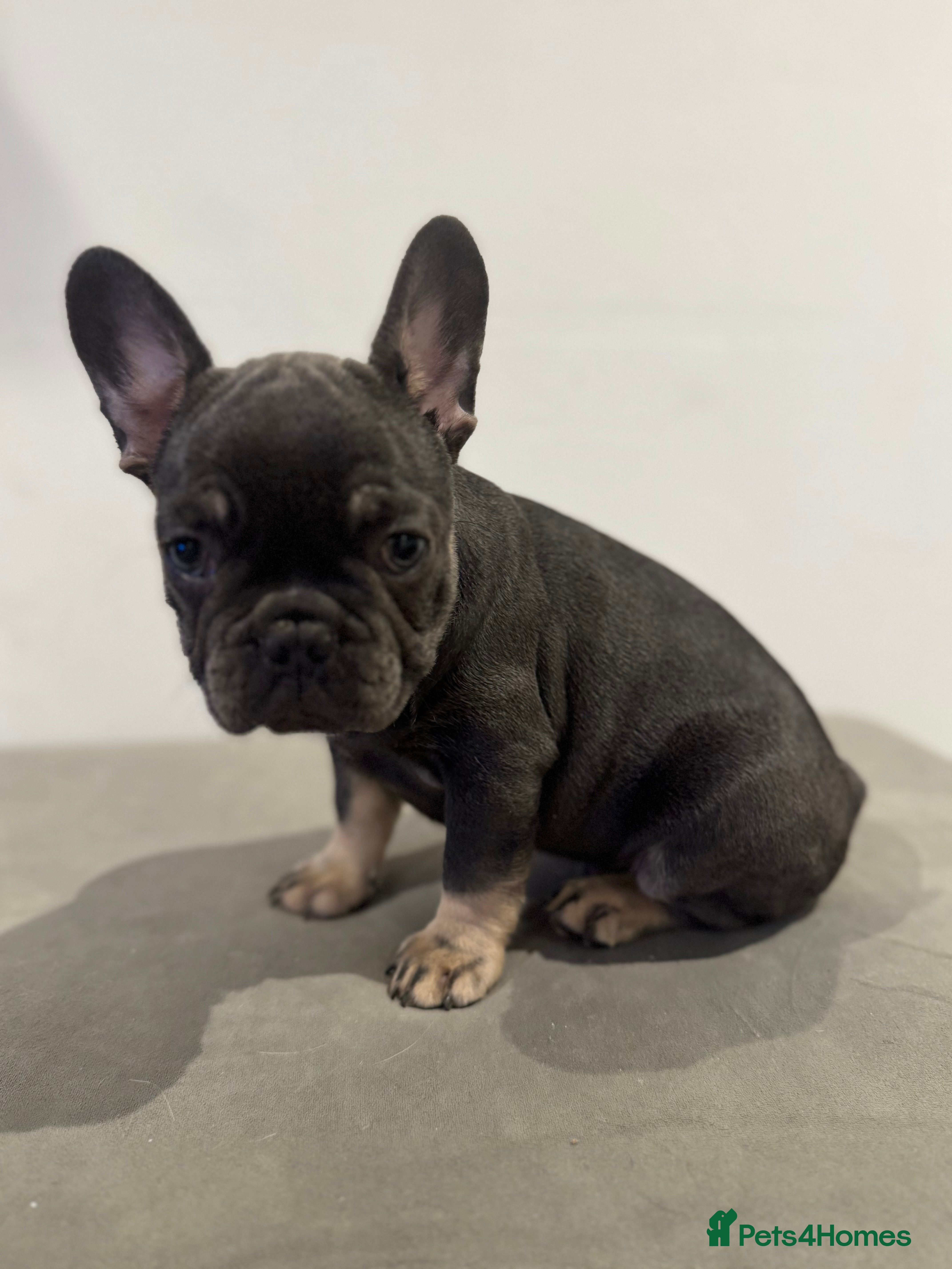 French Bulldog dogs French bulldog Discounted🤗 - Advert 6