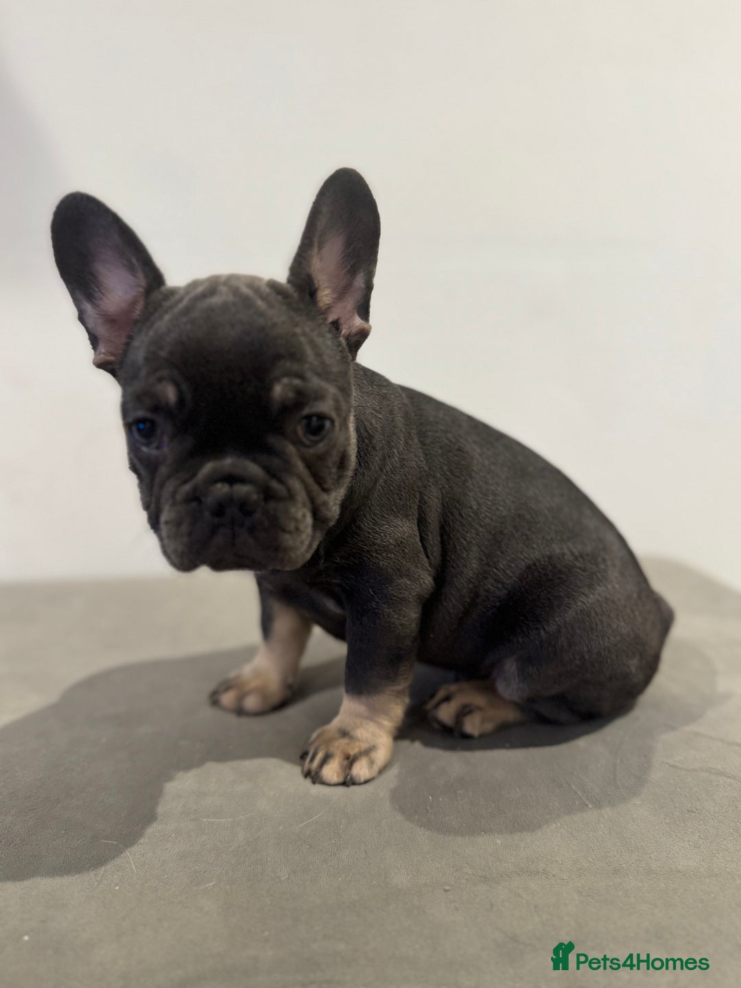 French Bulldog dogs for sale: French bulldog ready before  **   ** 🥰 - Advert 13