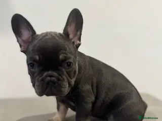 French Bulldog dogs French bulldog Discounted🤗 - Advert 11