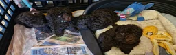 Toy Poodle dogs for sale: KC REG CHOCOLATE TOY POODLE PUPPYS  - Advert 22