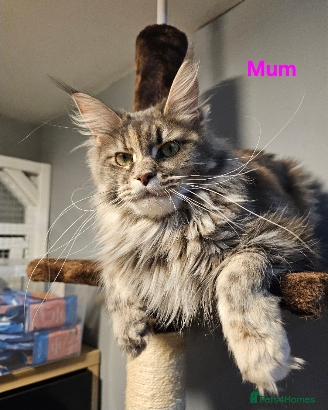 Maine Coon cats for sale: GCCF Registered Pedigree Maine Coon Kittens - Image 14