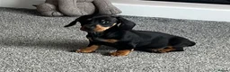 Miniature Dachshund dogs for sale: Beautiful little girl.  - Advert 2