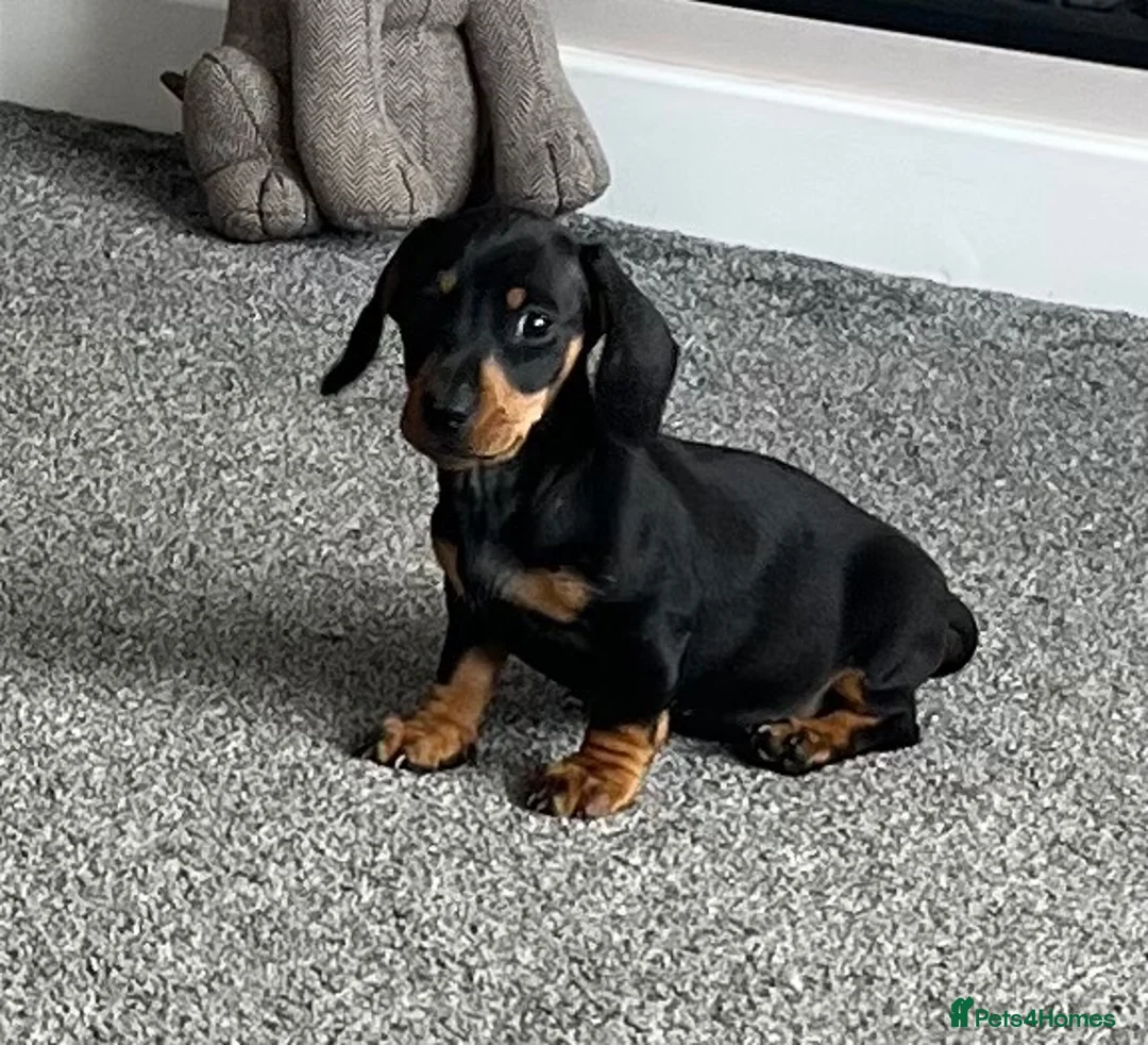 Miniature Dachshund dogs for sale: Beautiful little girl.  - Advert 2