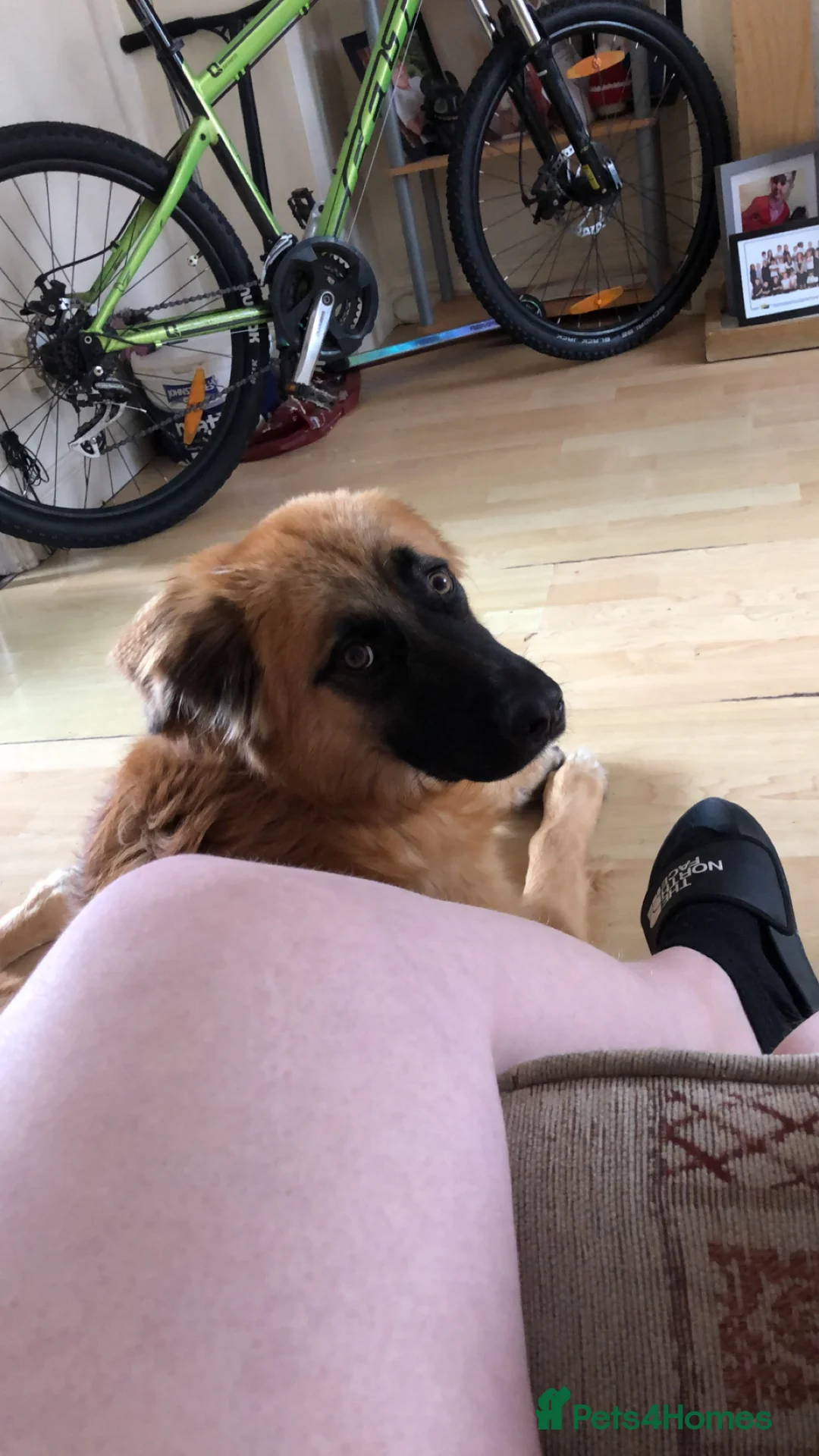 Mixed Breed dogs for stud: Lexi  in Bristol - Advert 2
