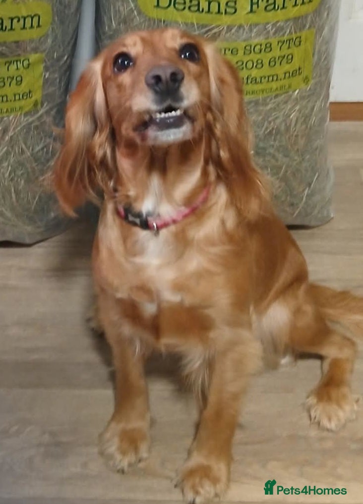 Cocker Spaniel dogs 4 year old female golden cocker spaniel  - Advert 5