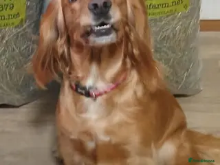 Cocker Spaniel dogs 4 year old female golden cocker spaniel - Advert 5