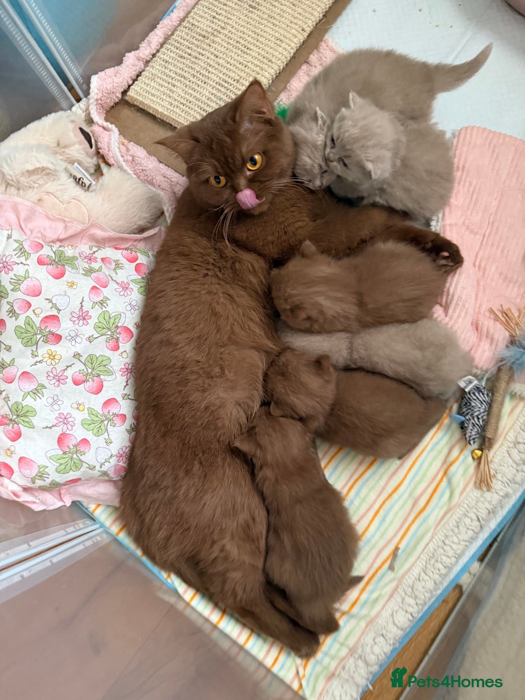 British Shorthair cats for sale: Beautiful GCCF and TICA reg British Shorthair  - Advert 7