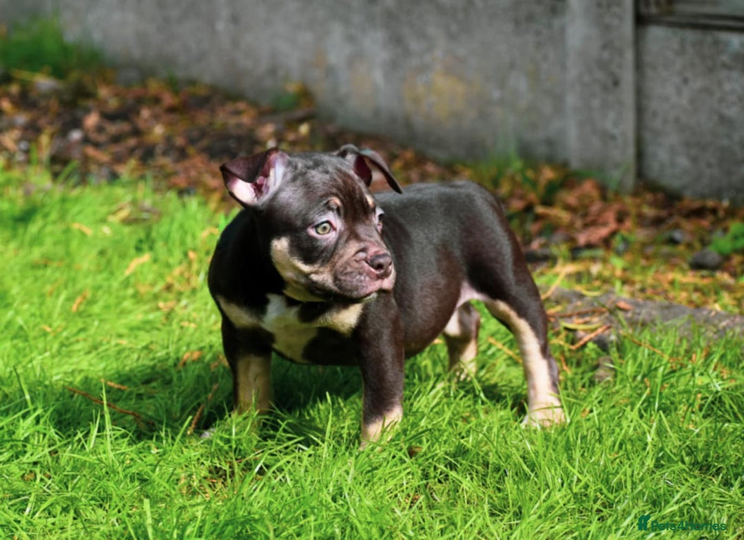 American Bully dogs for sale: REDUCED last girl Quality american Pocket Bully  - Image 6