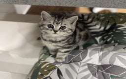 British Shorthair cats for sale: Beautiful registered British Shorthaired Kittens - Image 5