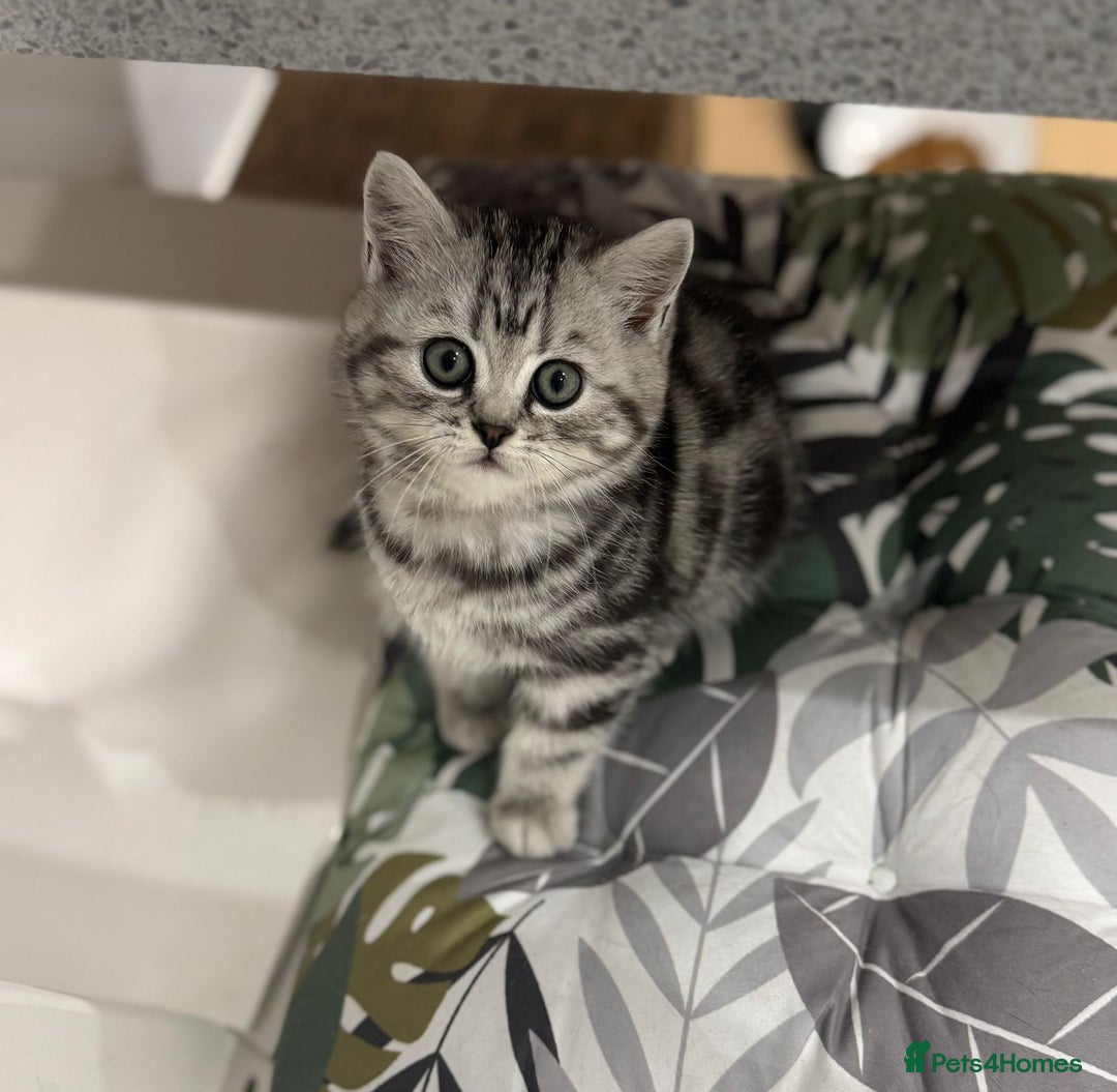 British Shorthair cats for sale: Beautiful registered British Shorthaired Kittens - Image 5