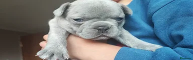 French Bulldog Puppy 1