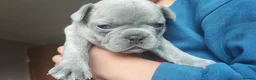 French Bulldog dogs for sale: french bulldog puppies - Advert 14