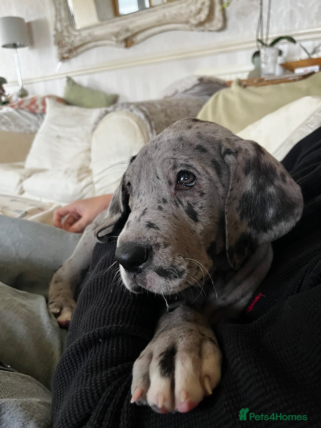 Great Dane dogs for sale: GREATEST DANE PUPS - KC Reg  - Advert 12