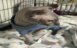 Sphynx cats for sale: Two beautiful sphynx cats  - Image 6