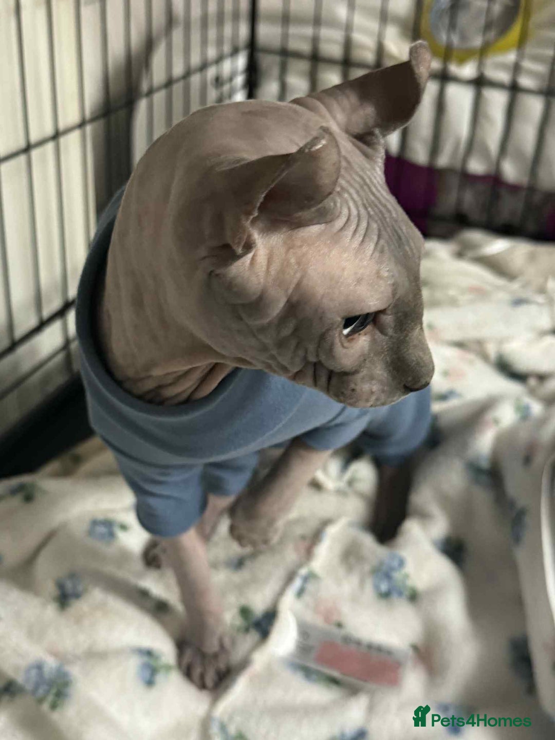 Sphynx cats for sale: Two beautiful sphynx cats  - Image 6