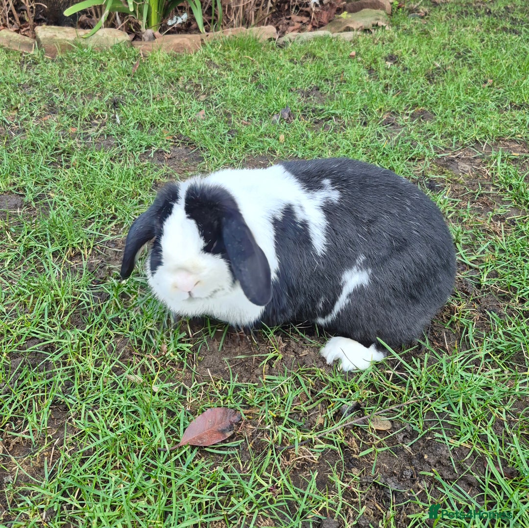 Mini Lop rabbits for sale: Mini lop doe - Advert 2