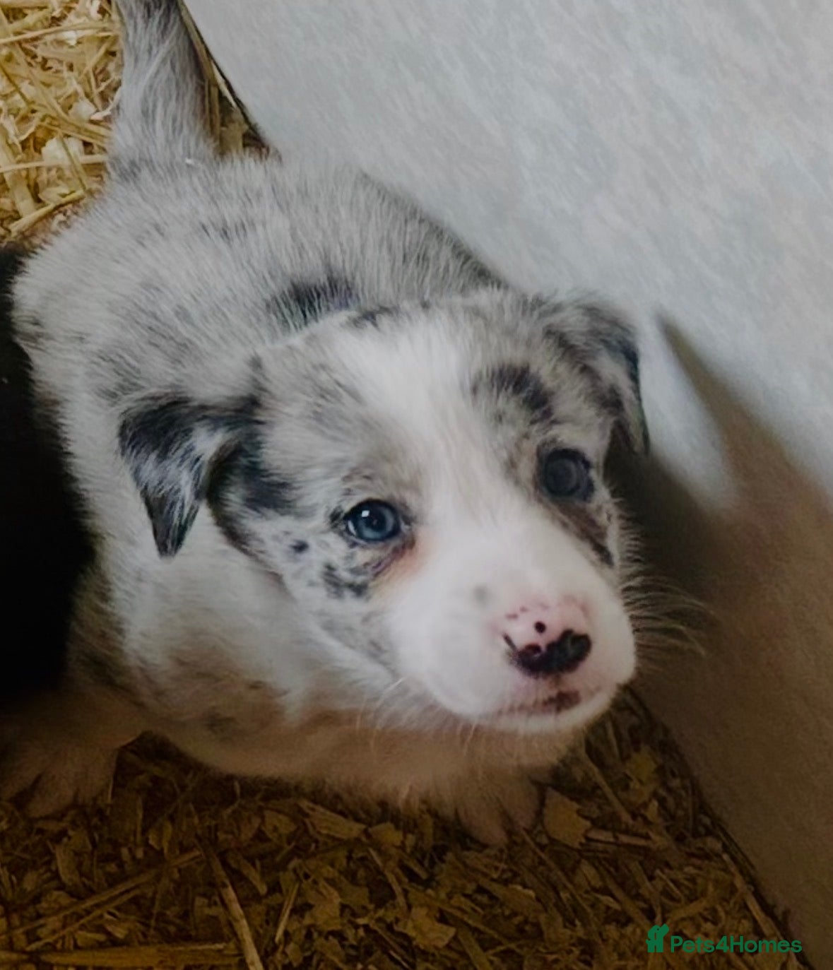 Border Collie dogs for sale: Beautiful Border Collie Puppies  - Advert 8