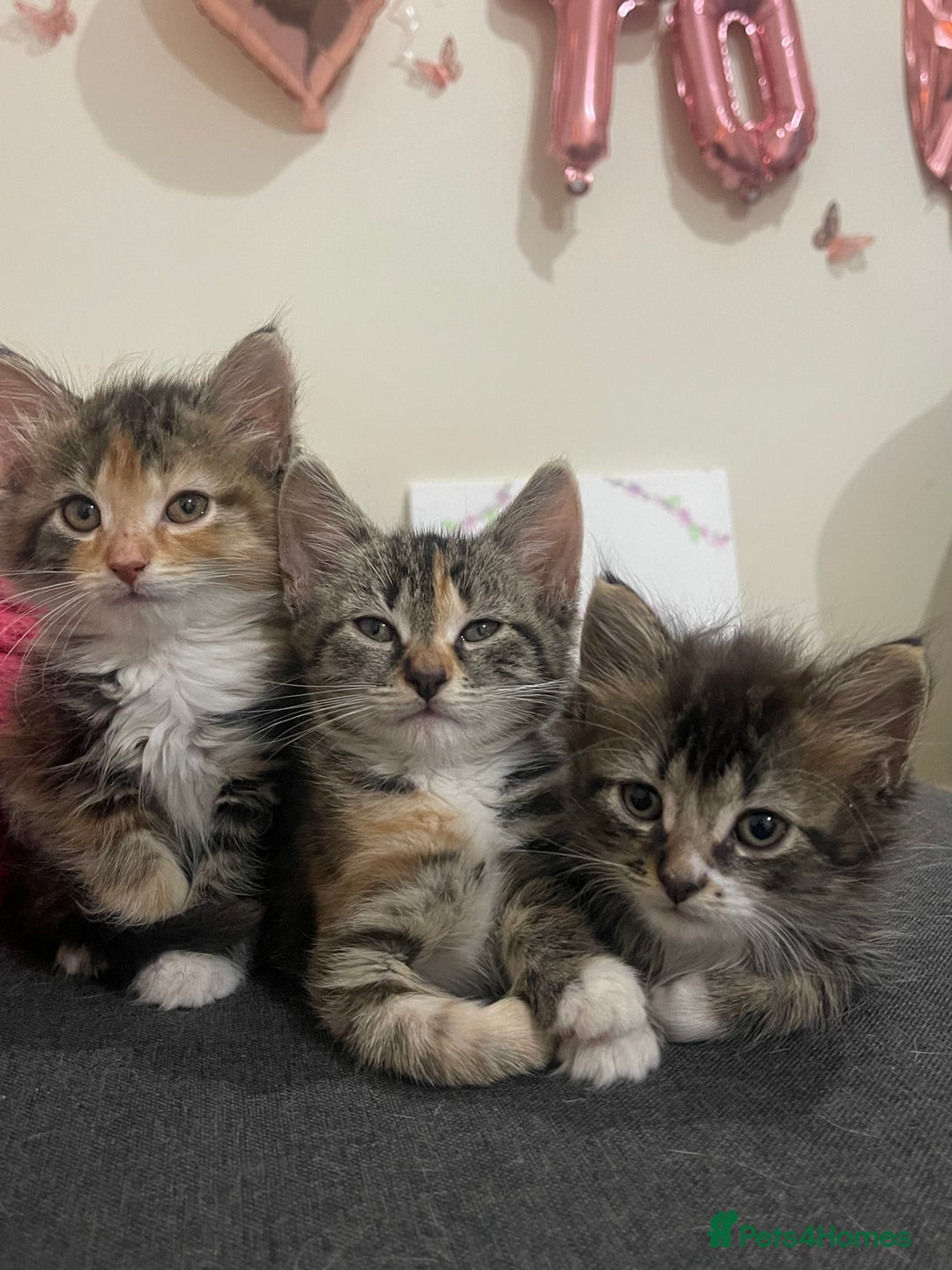 European cats for sale: Adorable kittens for sale  - Image 6