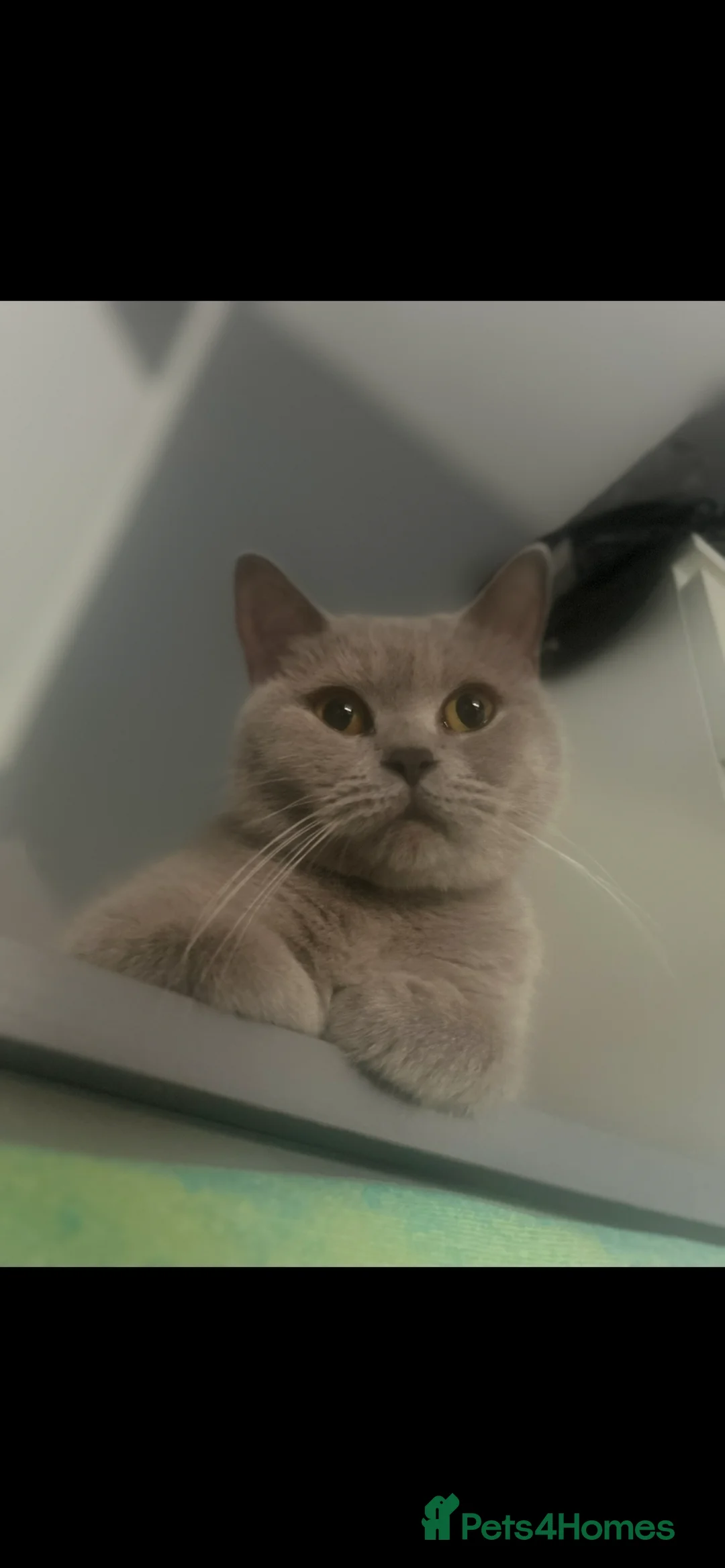 British Shorthair cats for sale: Lilac British Shorthair Kittens.  in Leicester - Advert 11