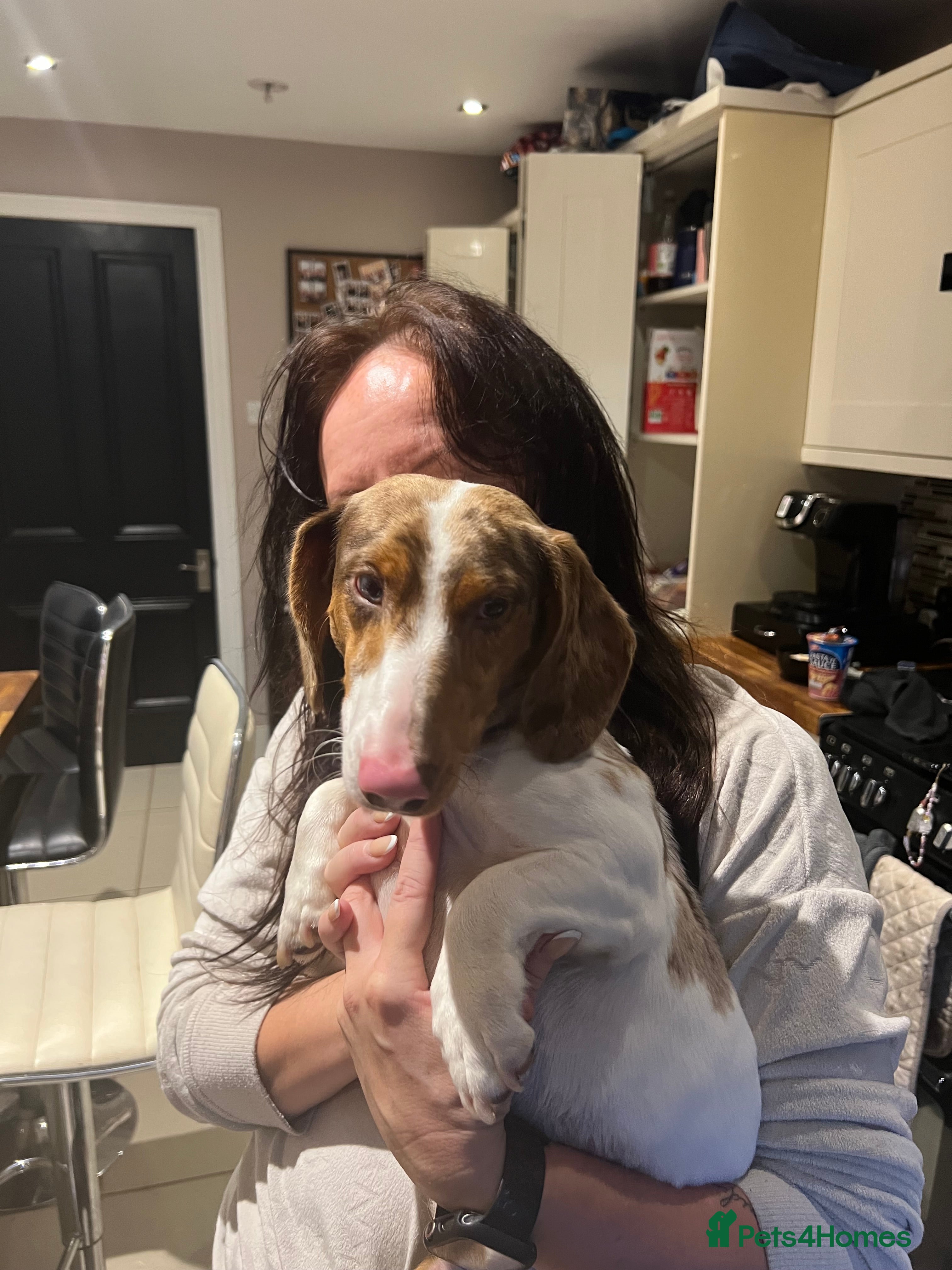 Miniature Dachshund dogs Miniature Daschund Male - Advert 2